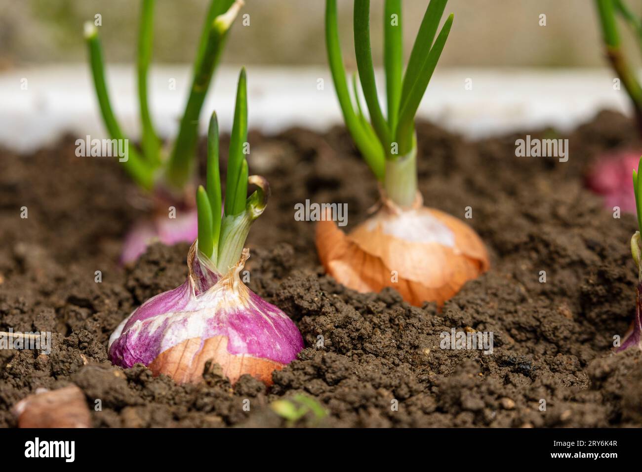 Bulb of onion hi-res stock photography and images - Alamy
