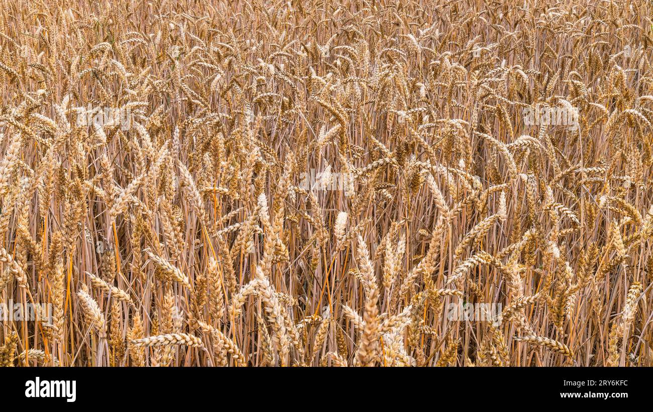 Closeup a field of ripe bread wheat ears. Triticum aestivum. Summer cornfield with golden spikes and dry grains in natural texture. Rural crop harvest. Stock Photo