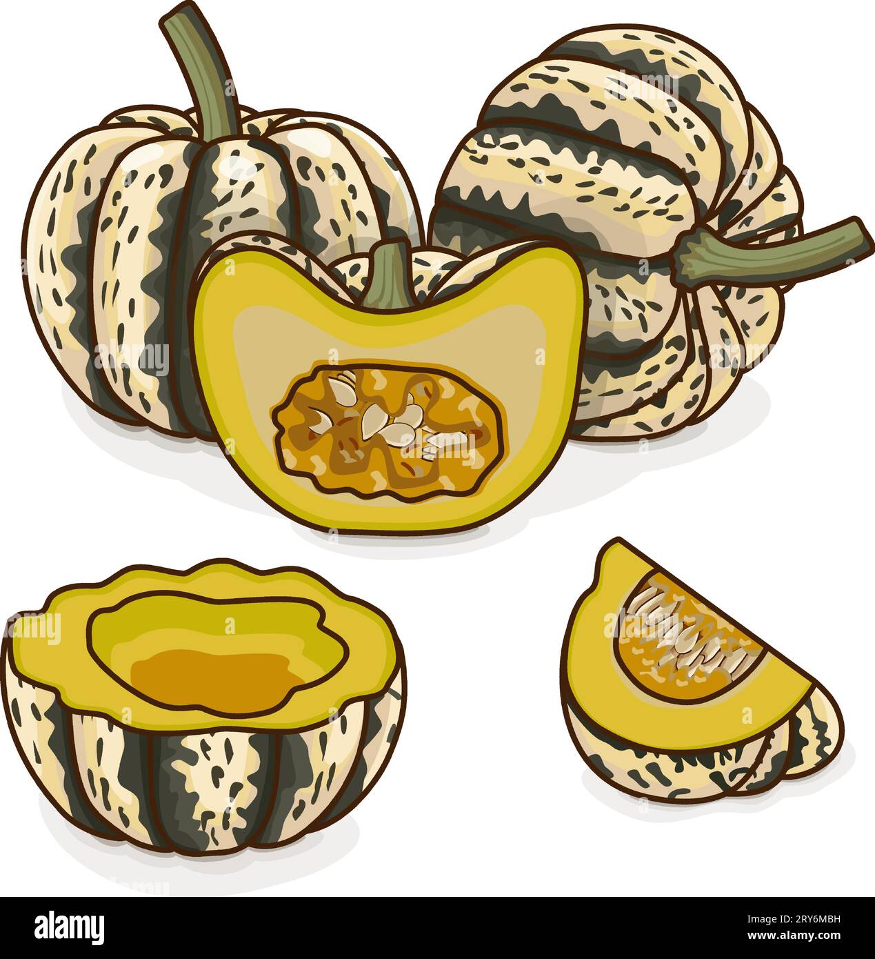 Whole and chopped Sweet Dumpling squash. Winter squash. Cucurbita pepo. Fruits and vegetables. Clipart. Isolated vector illustration. Stock Vector