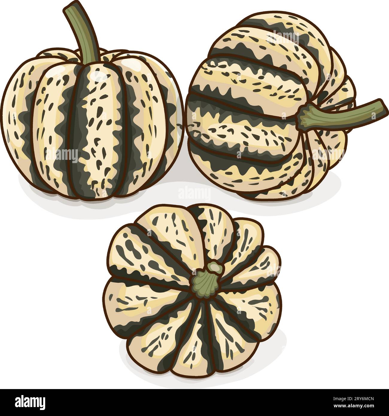 Group of Sweet Dumpling squash. Winter squash. Cucurbita pepo. Fresh, organic, raw fruits and vegetables. Clipart. Isolated vector illustration. Stock Vector
