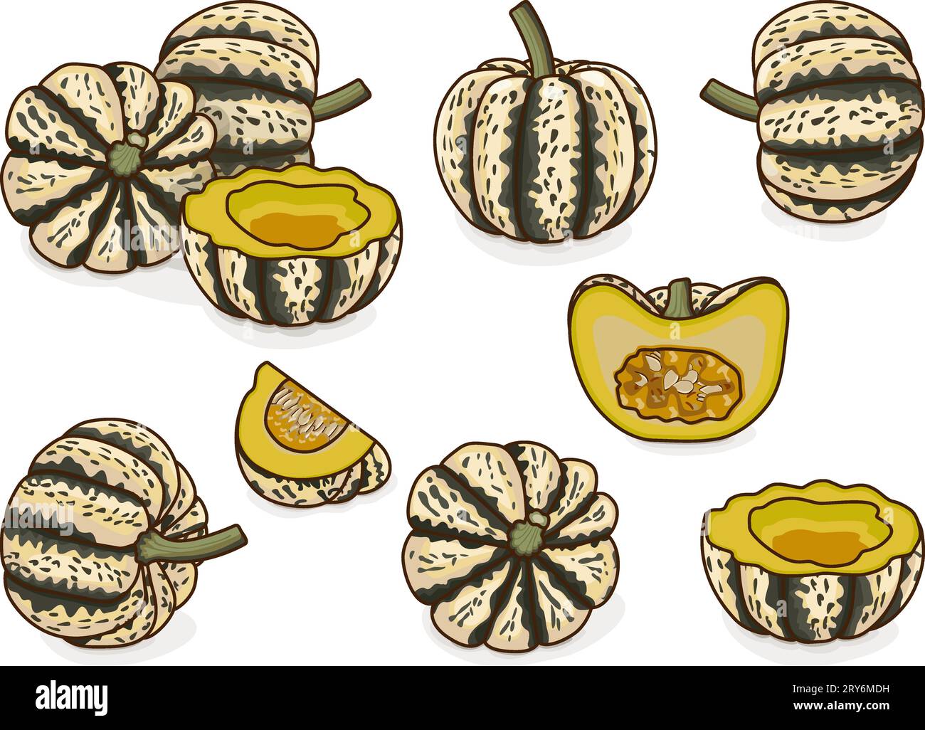 Set with whole, half, quarter of Sweet Dumpling squash. Winter squash. Cucurbita pepo. Fruits and vegetables. Clipart. Isolated vector illustration. Stock Vector
