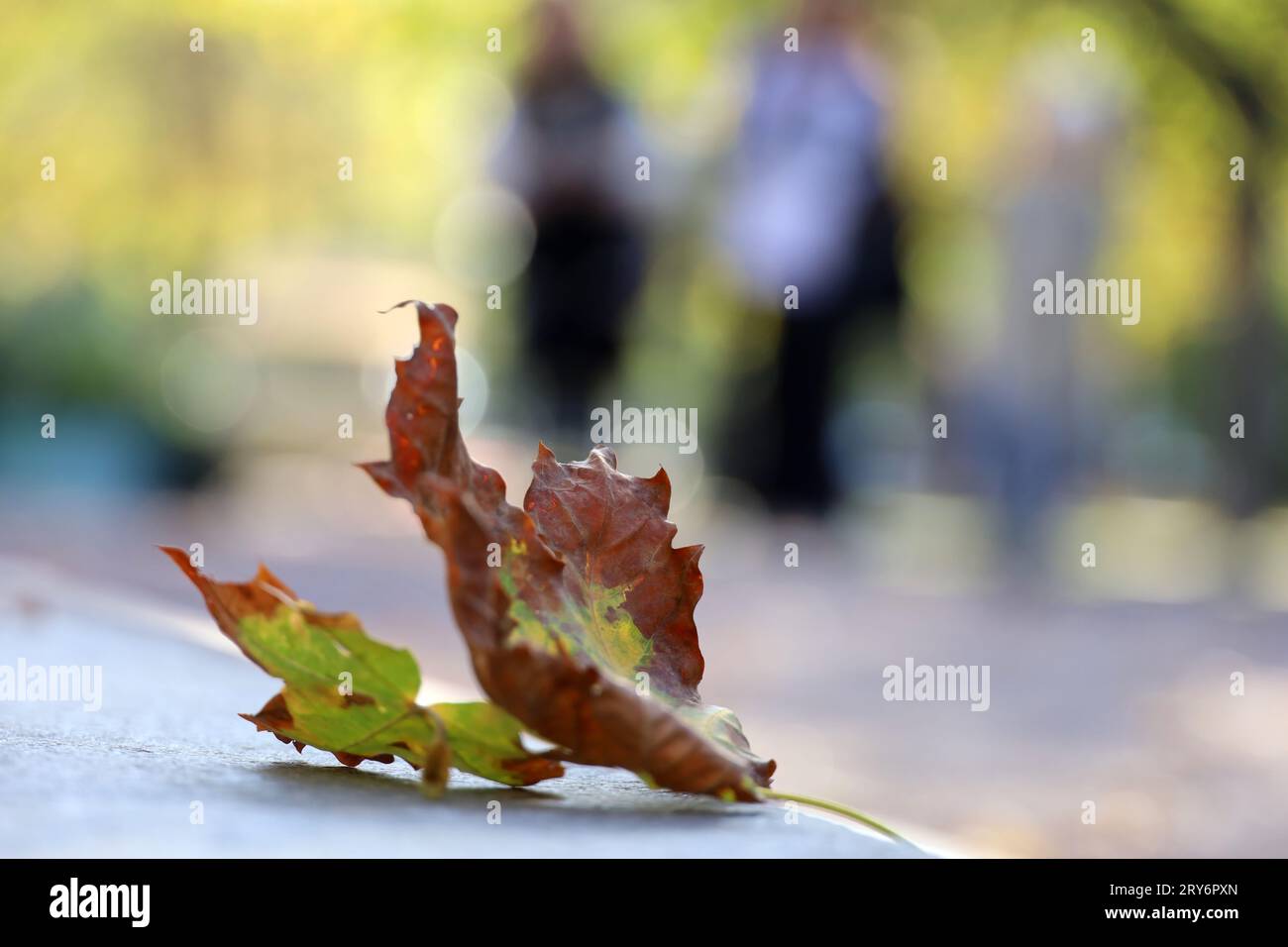 Autumn season, fallen maple leaf on concrete curb in city park on blurred people background Stock Photo