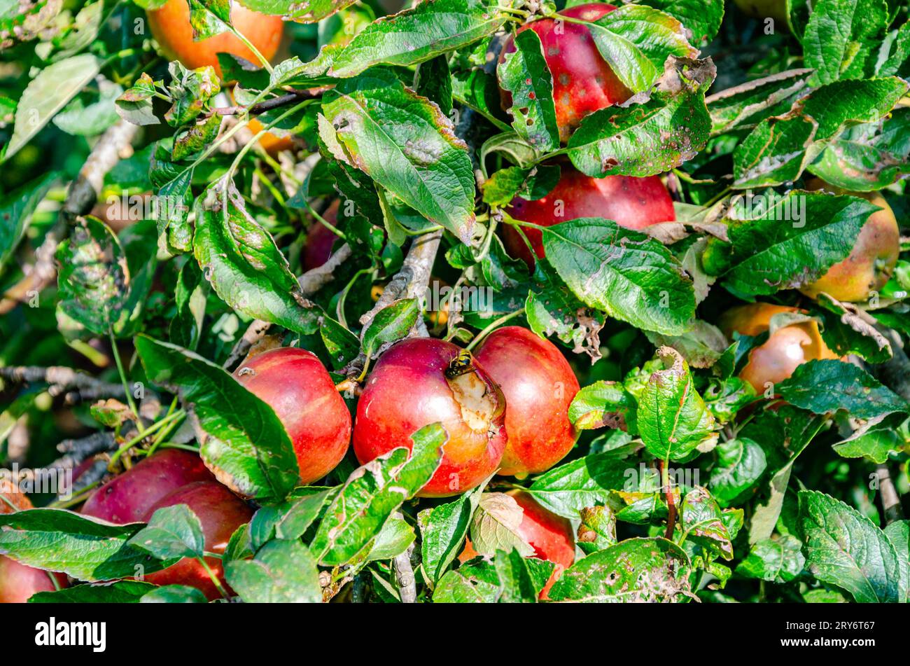 Close up of home grown apples on a tree in a residential garden in The UK Stock Photo