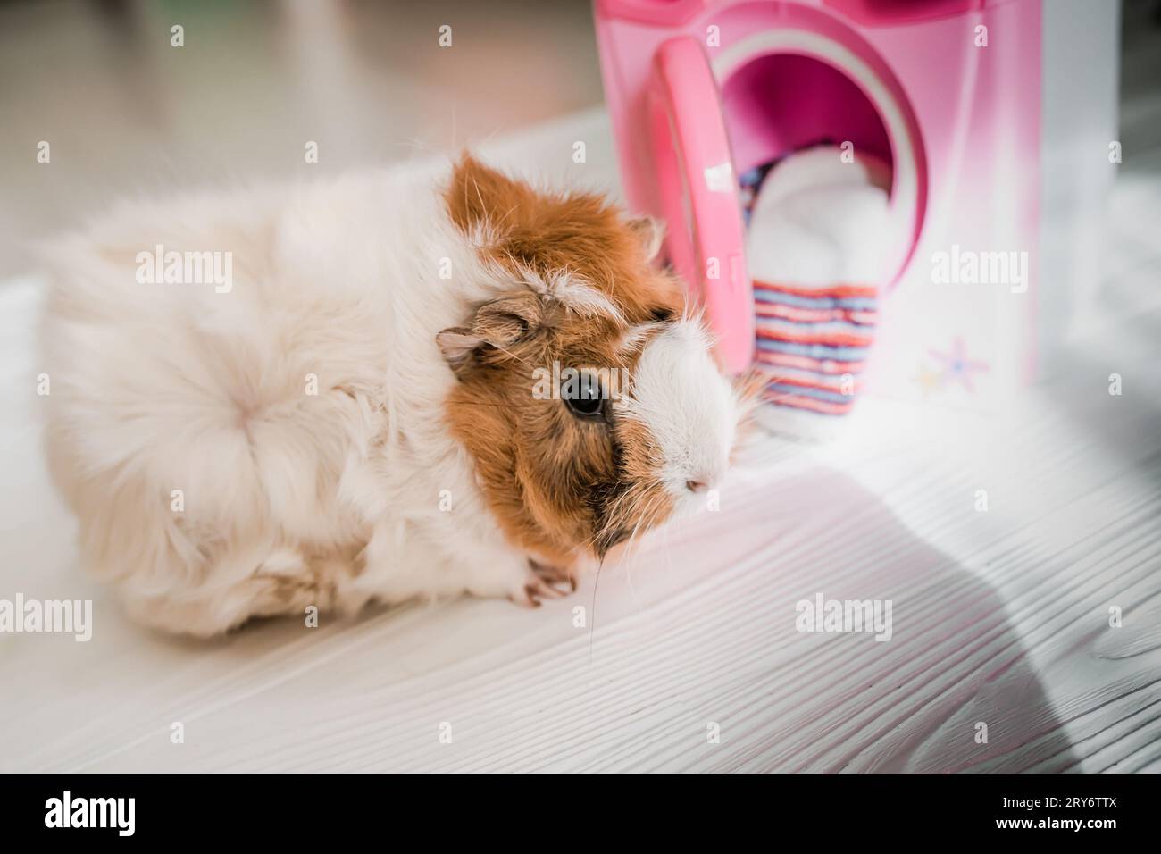 guinea pig washes dolls' clothes with pet hair detergent. Removing lint