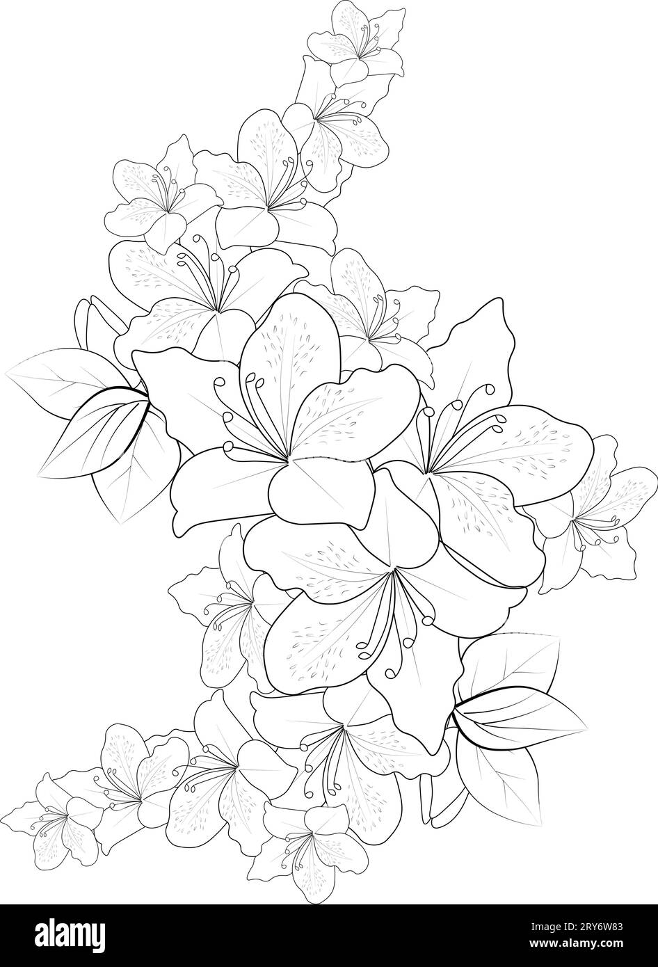 the national flower of Nepal drawing, rhododendron sketch. simple azalea flower drawing, outline