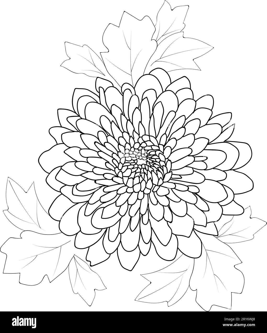 Chrysanthemum Daisy flower coloring pages, daisy flower bouquet tattoo