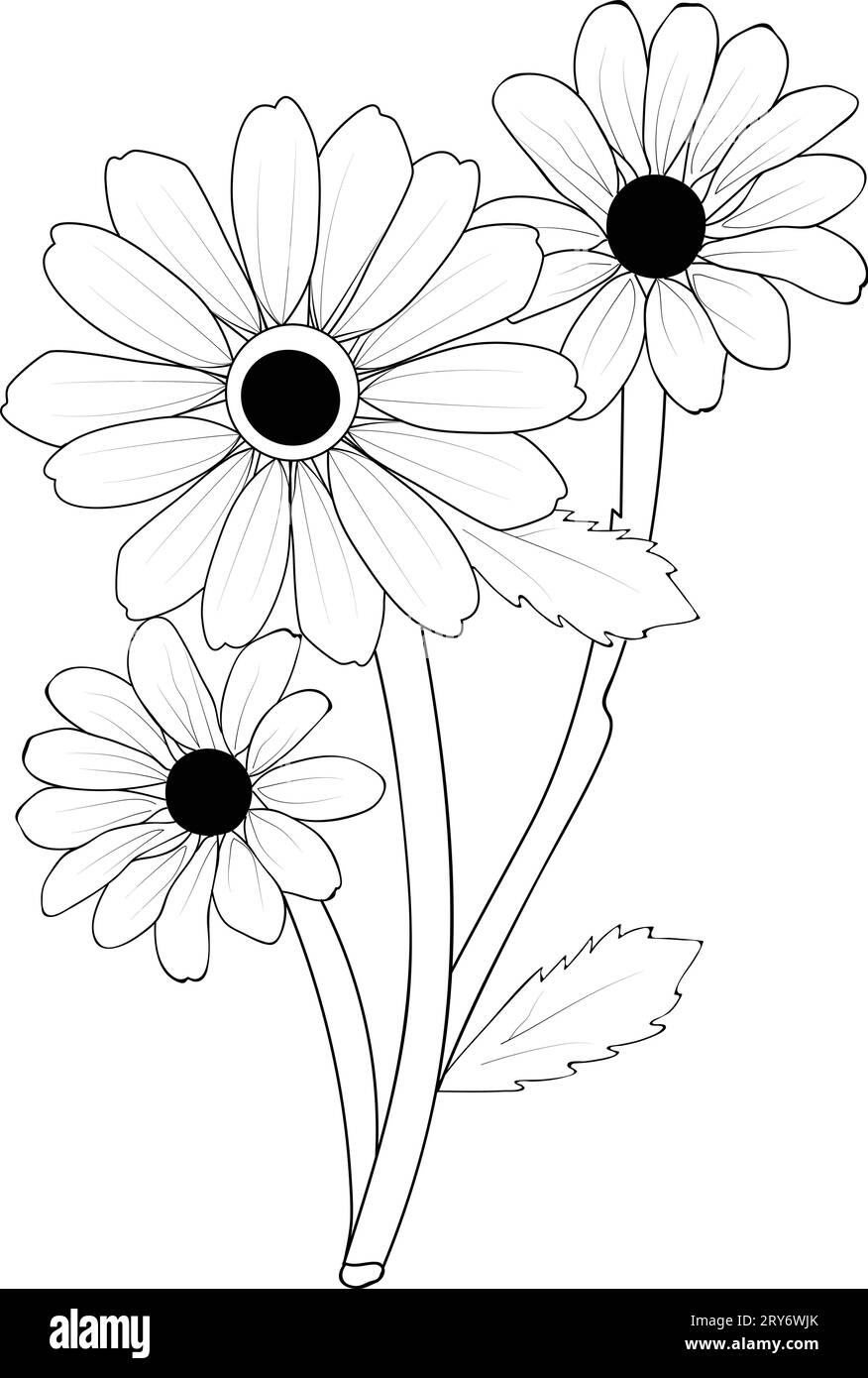 Set of vector hand-drawn Rudbeckia, Black-eyed Susa flowers, ink sketch ...