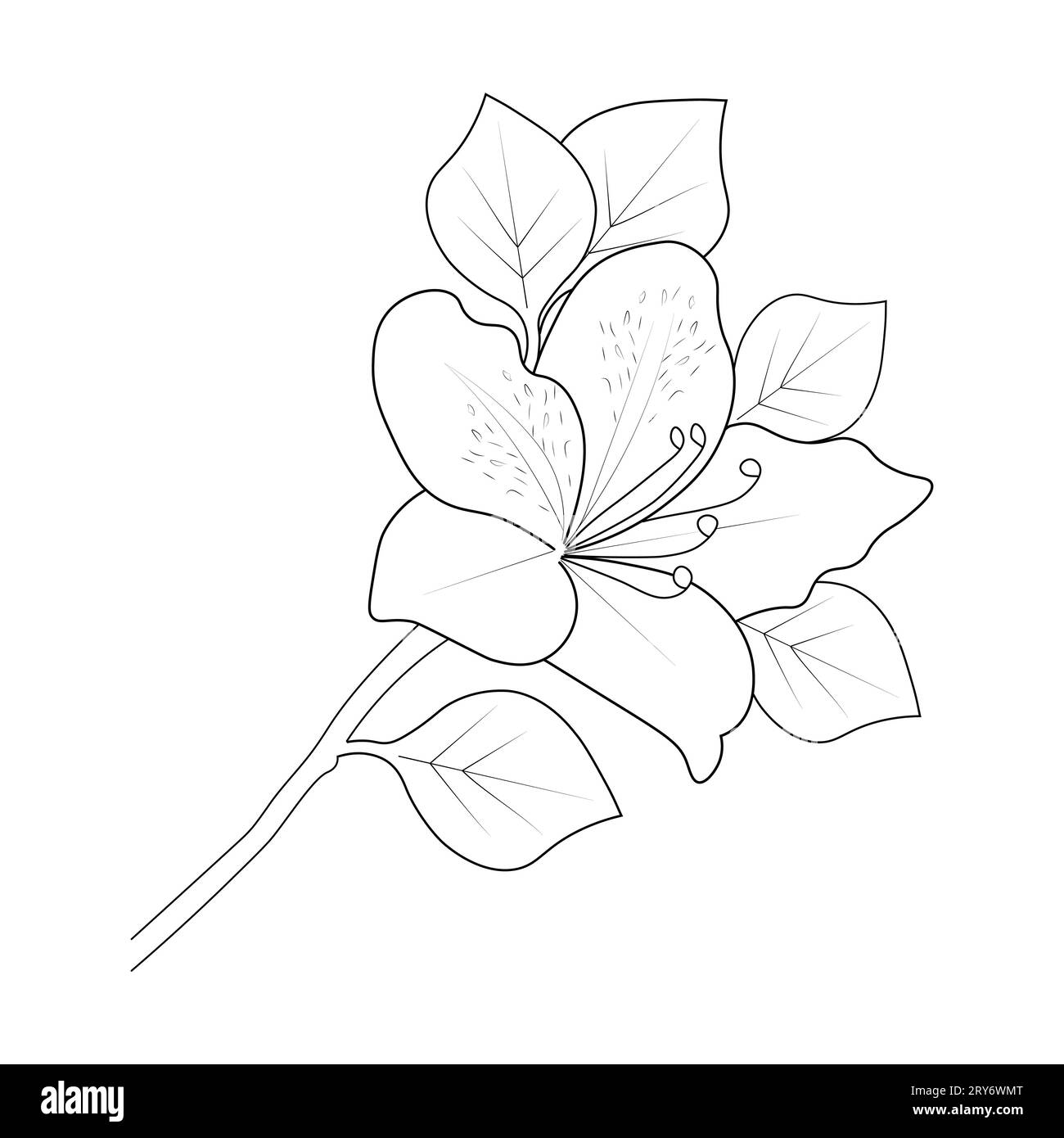 realistic azalea flower drawing, easy azalea flower drawing. outline