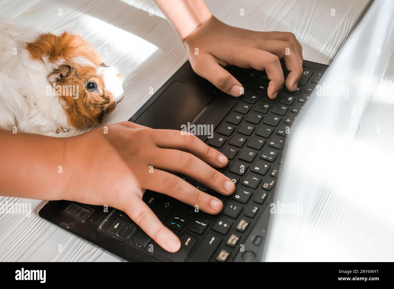 Hands of a teenager working on a laptop computer on the floor next to a guinea pig. home Office concept. back to school Stock Photo