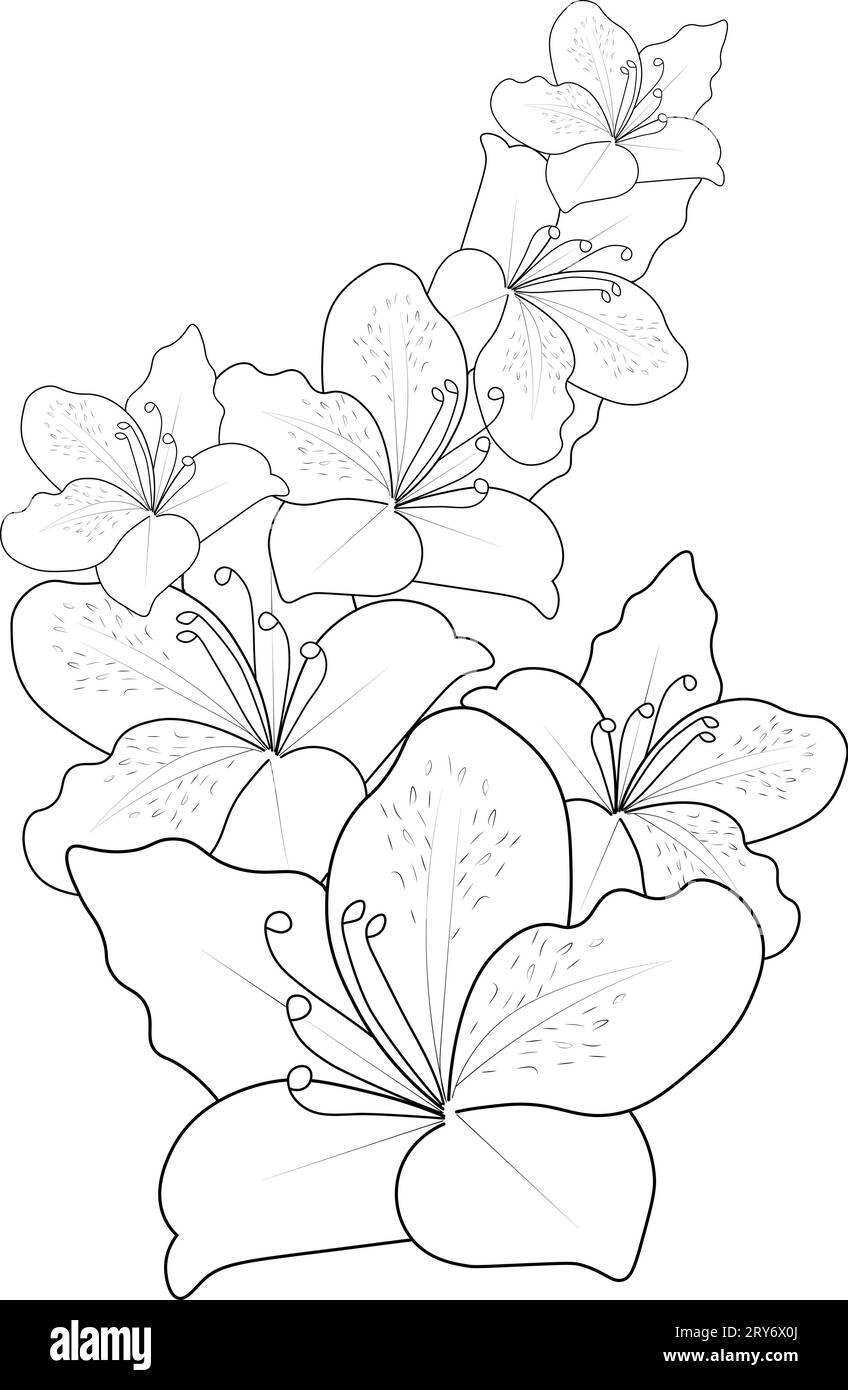 Evergreen japanese plant Stock Vector Images - Alamy