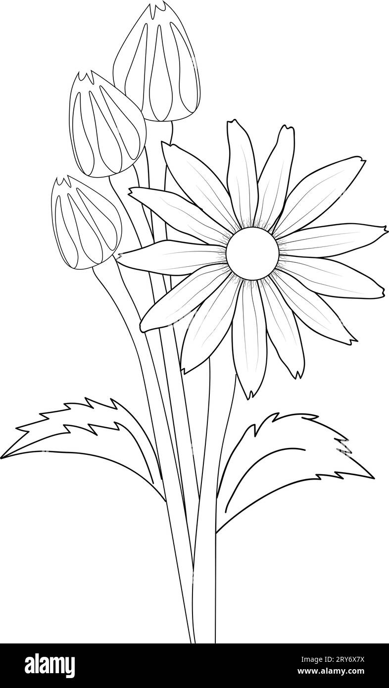 Handdrawn Blanketflower collection of blackeyed sunshine botanical
