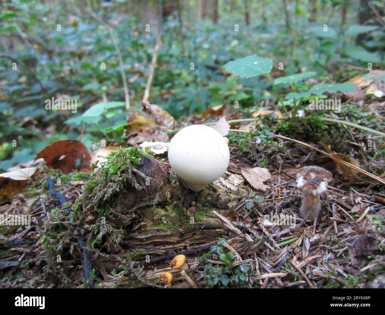 Edible mushroom - Puffball puffball, or pearl puffball - a mushroom from the genus Puffball of the Champignonaceae family. Environment protection. Stock Photo