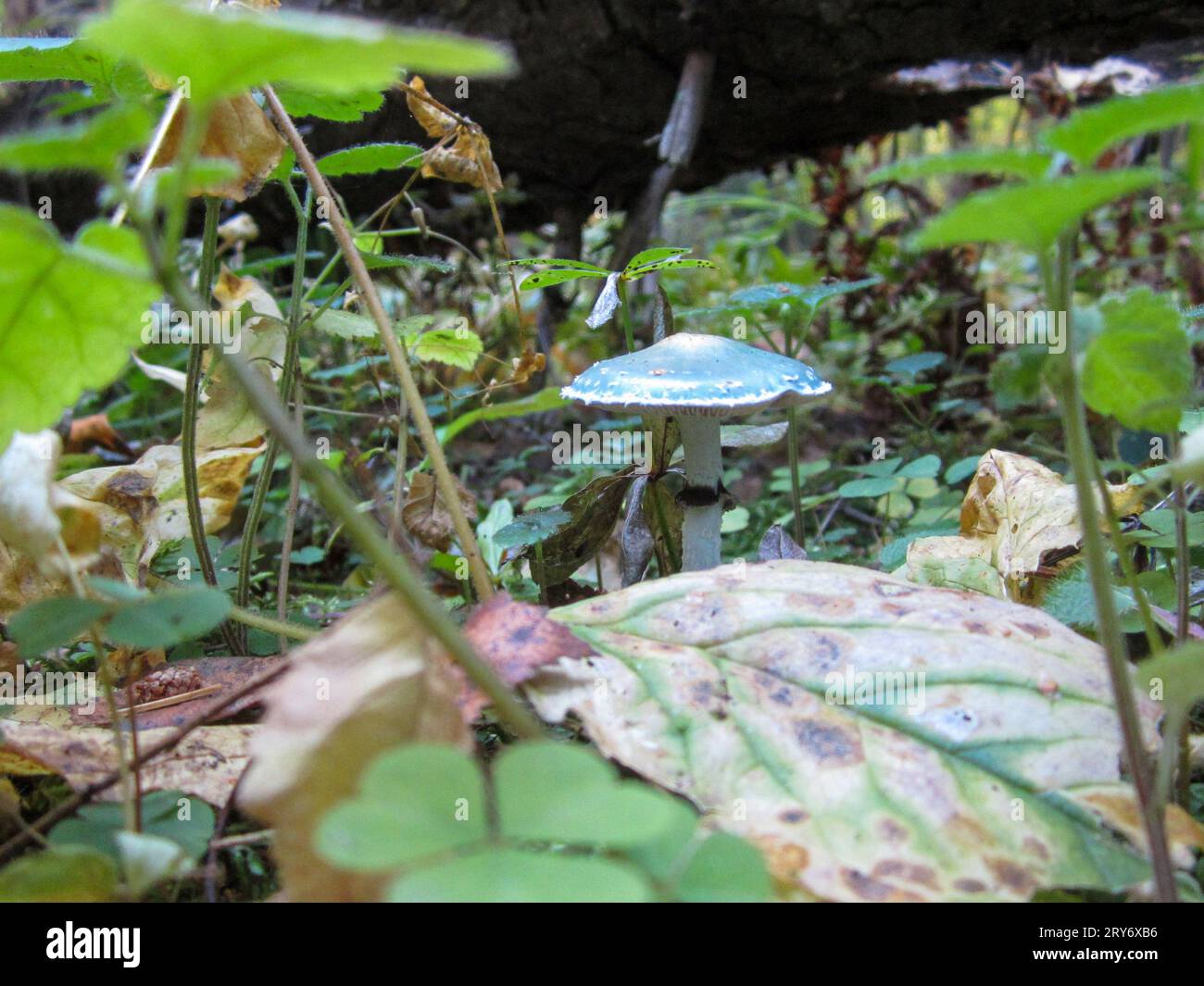 Stropharia blue-green lat. Stropharia aeruginosa is a mushroom of the Strophariaceae family. A rare mushroom, not eaten, causes hallucinations. Enviro Stock Photo