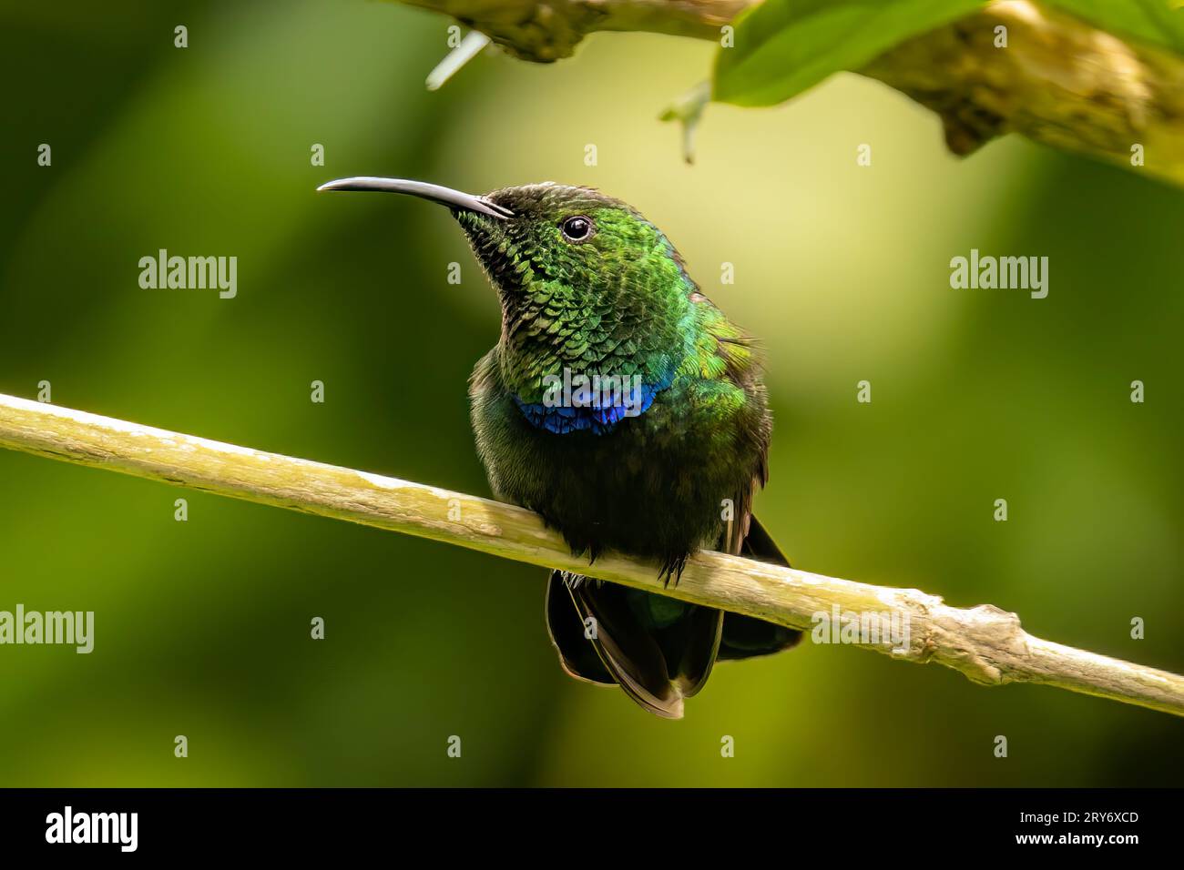 A green-throated carib hummingbird Stock Photo