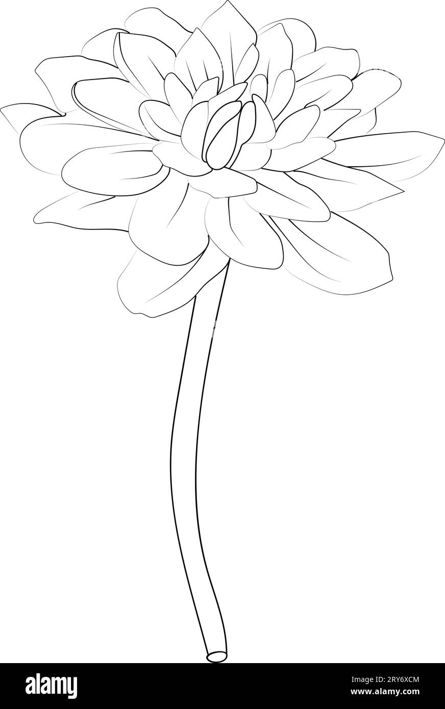 chrysanthemum tattoo outline, Japanese chrysanthemum tattoo design