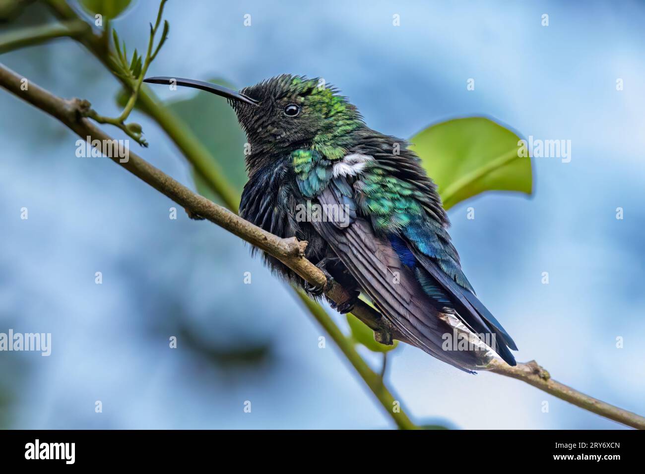 A fluffy green-throated carib hummingbird on Dominica Island. Stock Photo