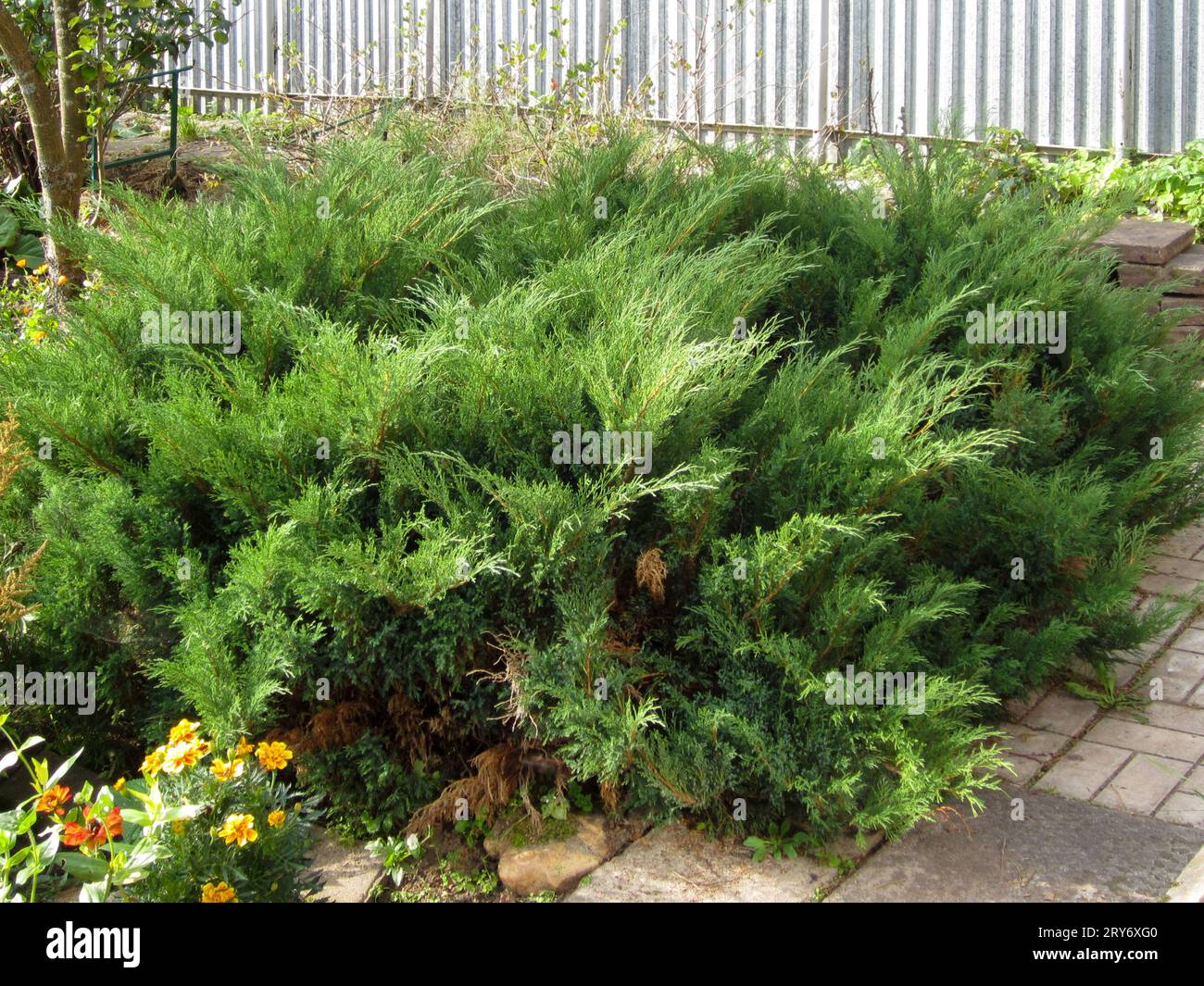 Low thuja bushes in the backyard of a cottage on a summer day. Garden, cottage, countryside. Stock Photo