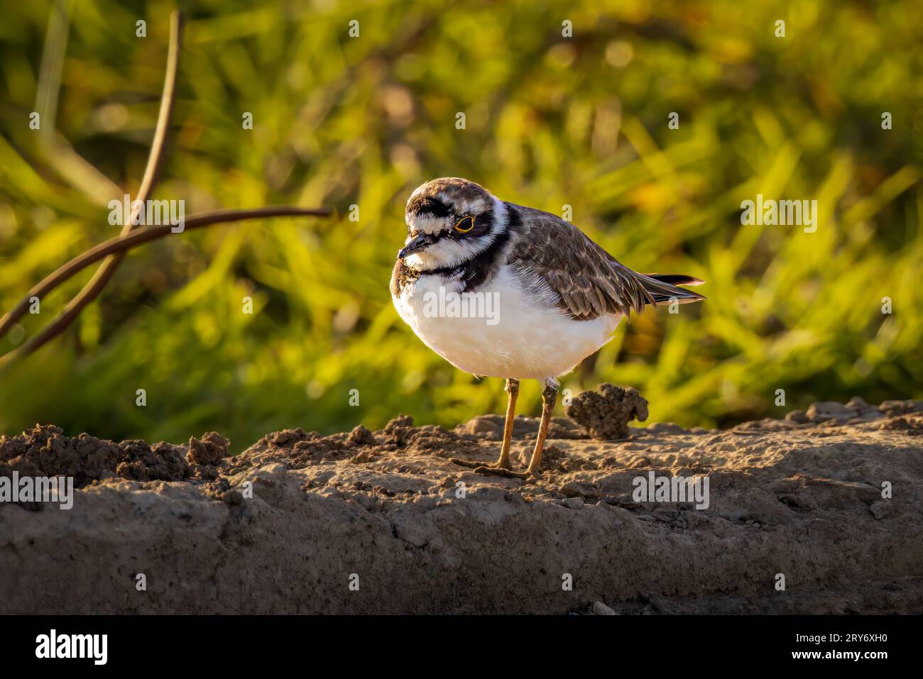 A little ringed plover in Ethiopia Stock Photo - Alamy
