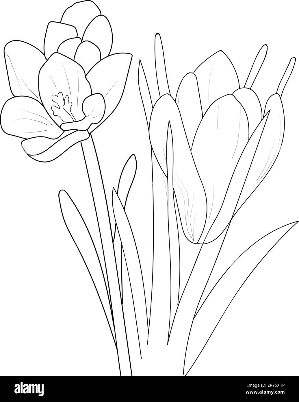 pencil crocus flower drawing, outline saffron flower drawing, crocus