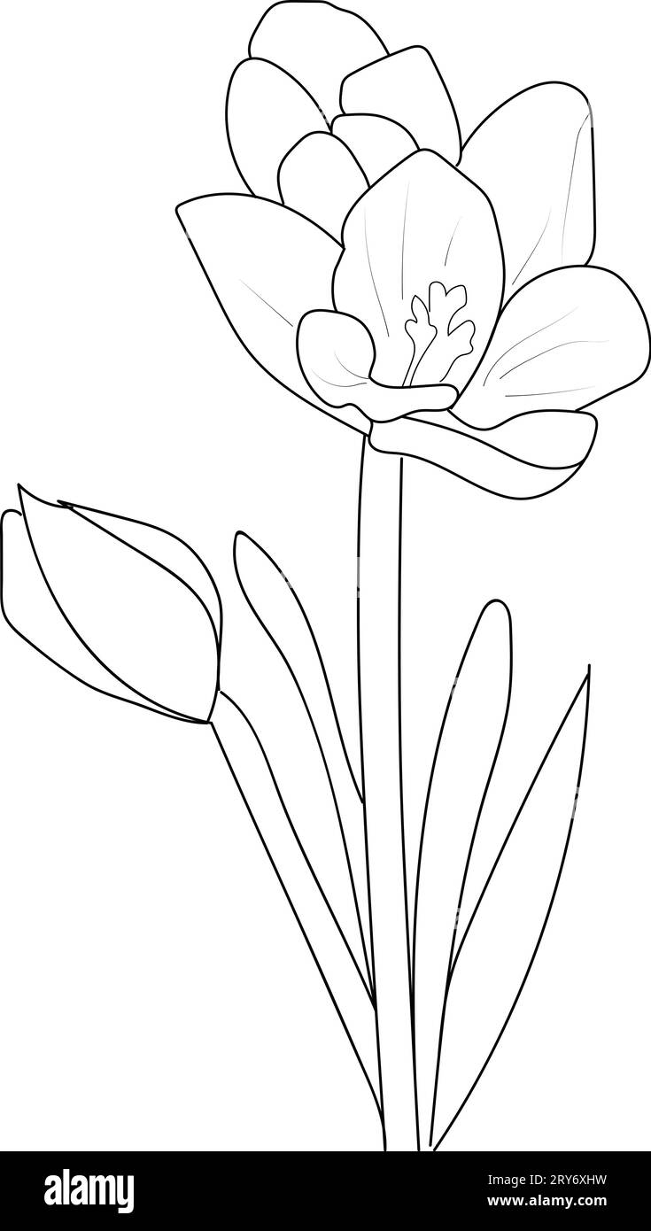 outline saffron flower drawing, crocus flower tattoo black and white, minimalist crocus flower