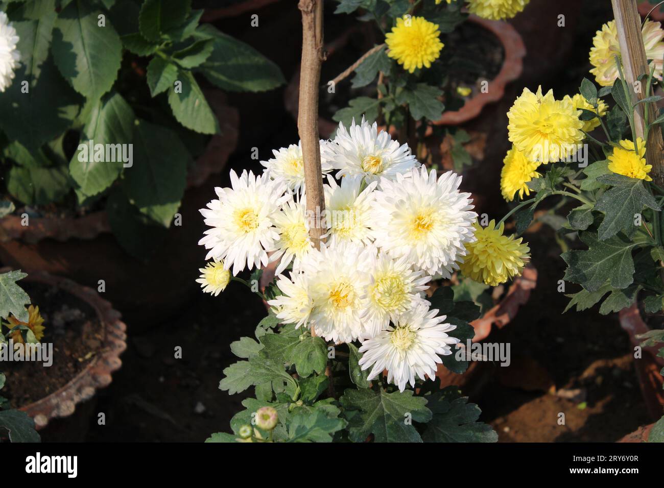 Indian chrysanthemum hi-res stock photography and images - Alamy