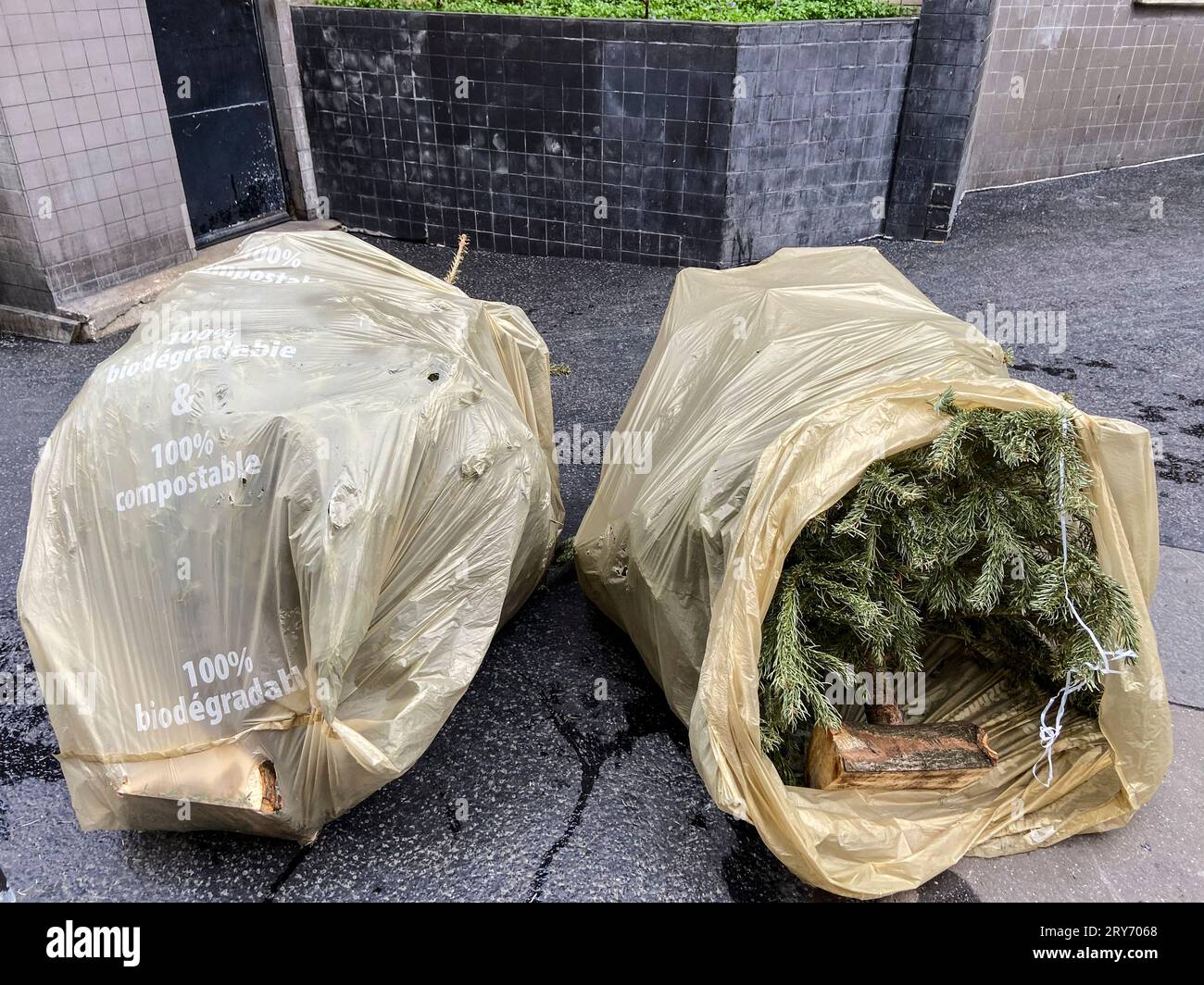 DISPOSE YOUR CHRISTMAS TREE IN PARIS Stock Photo
