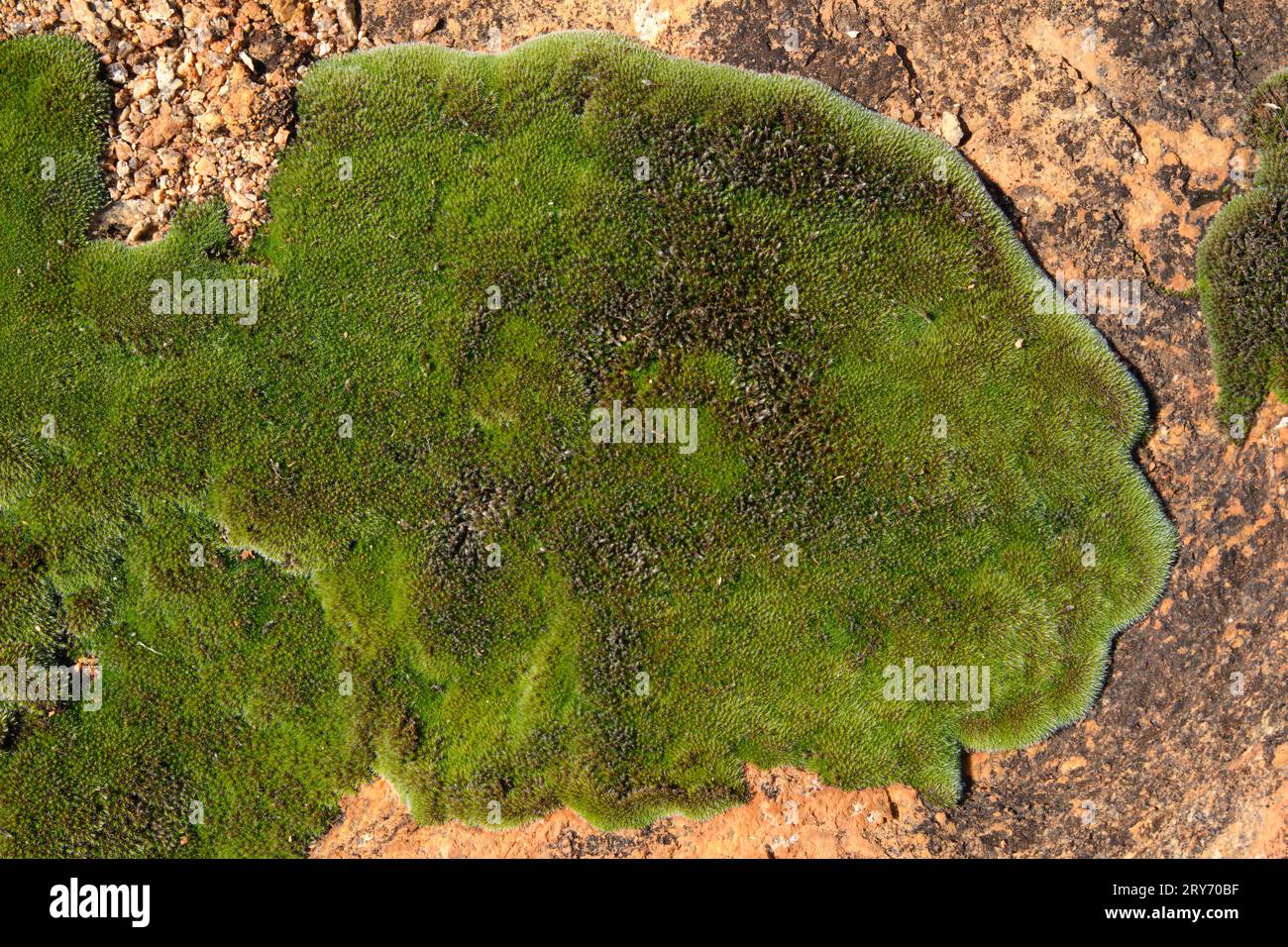 Image of detail of moss growing on the granite surface of Beringbooding Rock in the Wheatbelt region of Western Australia. Stock Photo