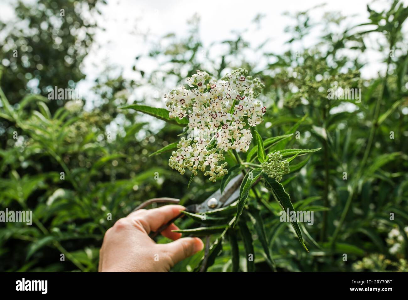 Hand pruning inflorescence fresh plant valerian flowers Valeriana officinalis with berries. garden valerian, garden heliotrope and all-heal flowers in Stock Photo