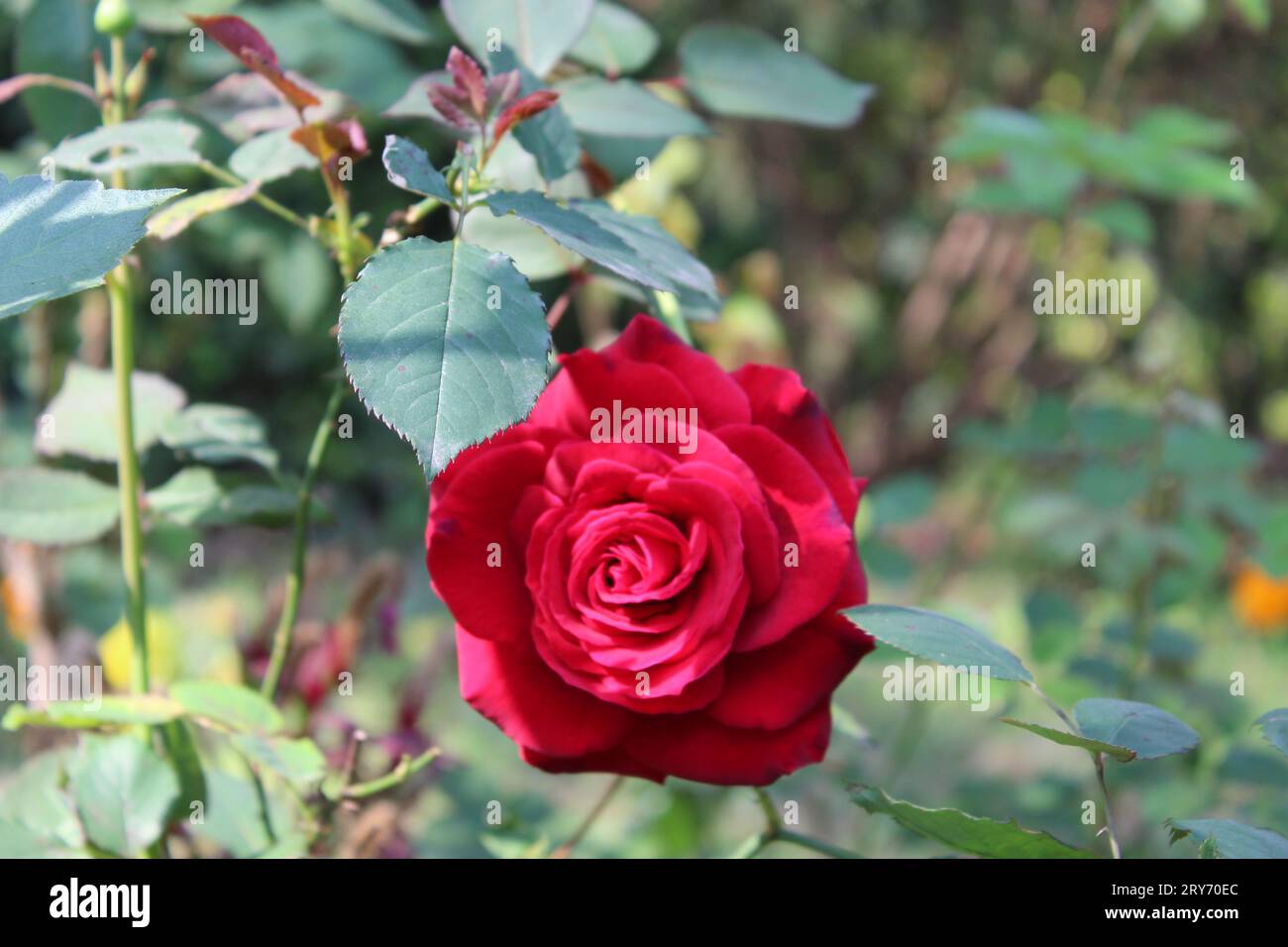 blooming rose Stock Photo