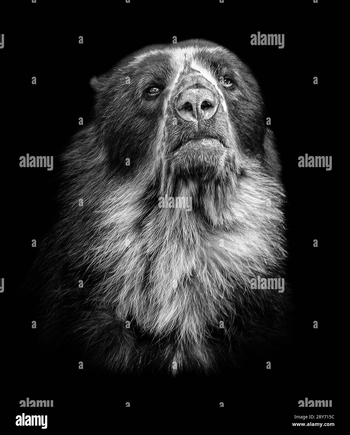 A portrait of Obe CHESTER ZOO, ENGLAND INCREDIBLE IMAGES show the