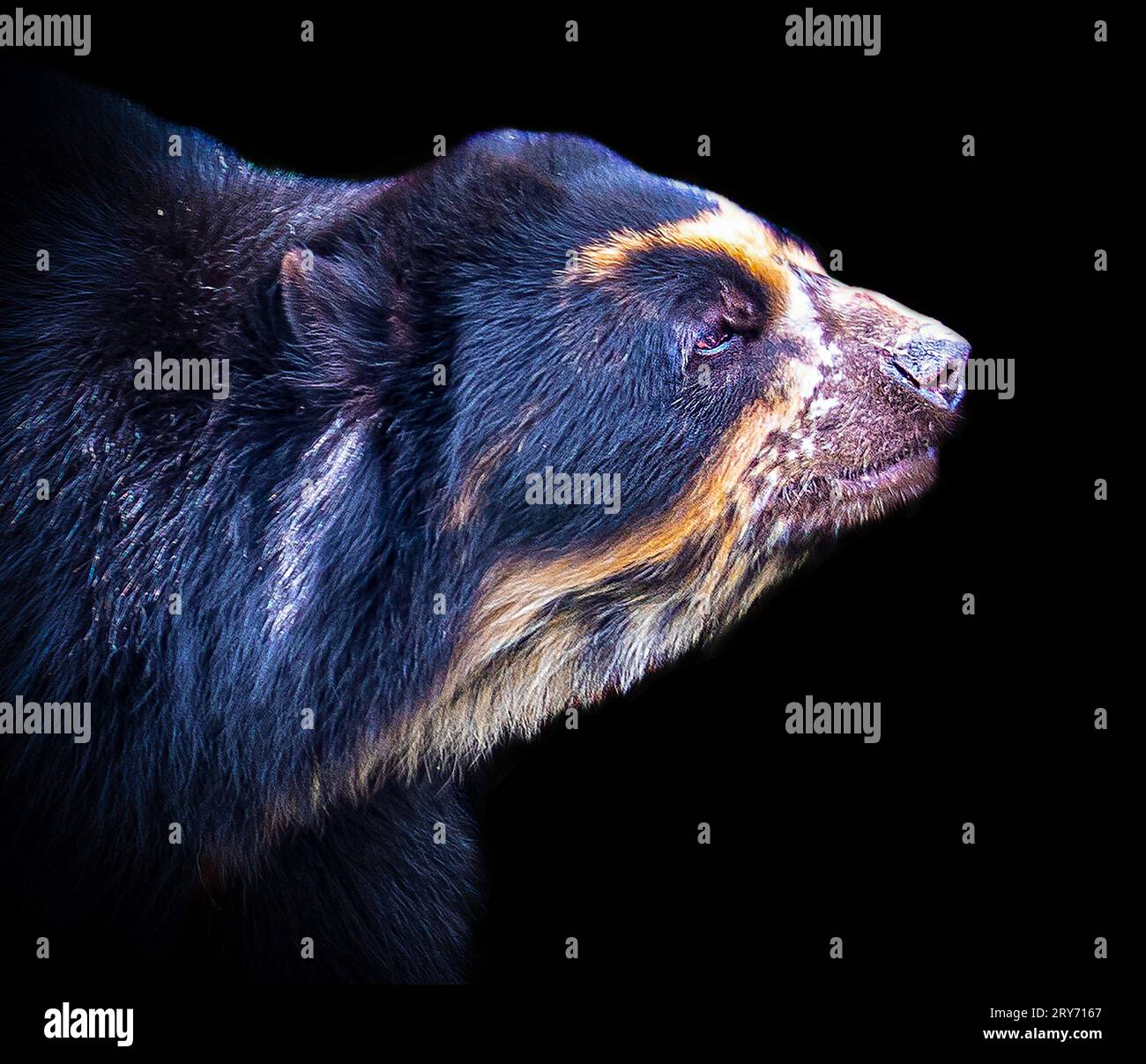 The side profile of the bear CHESTER ZOO, ENGLAND INCREDIBLE IMAGES