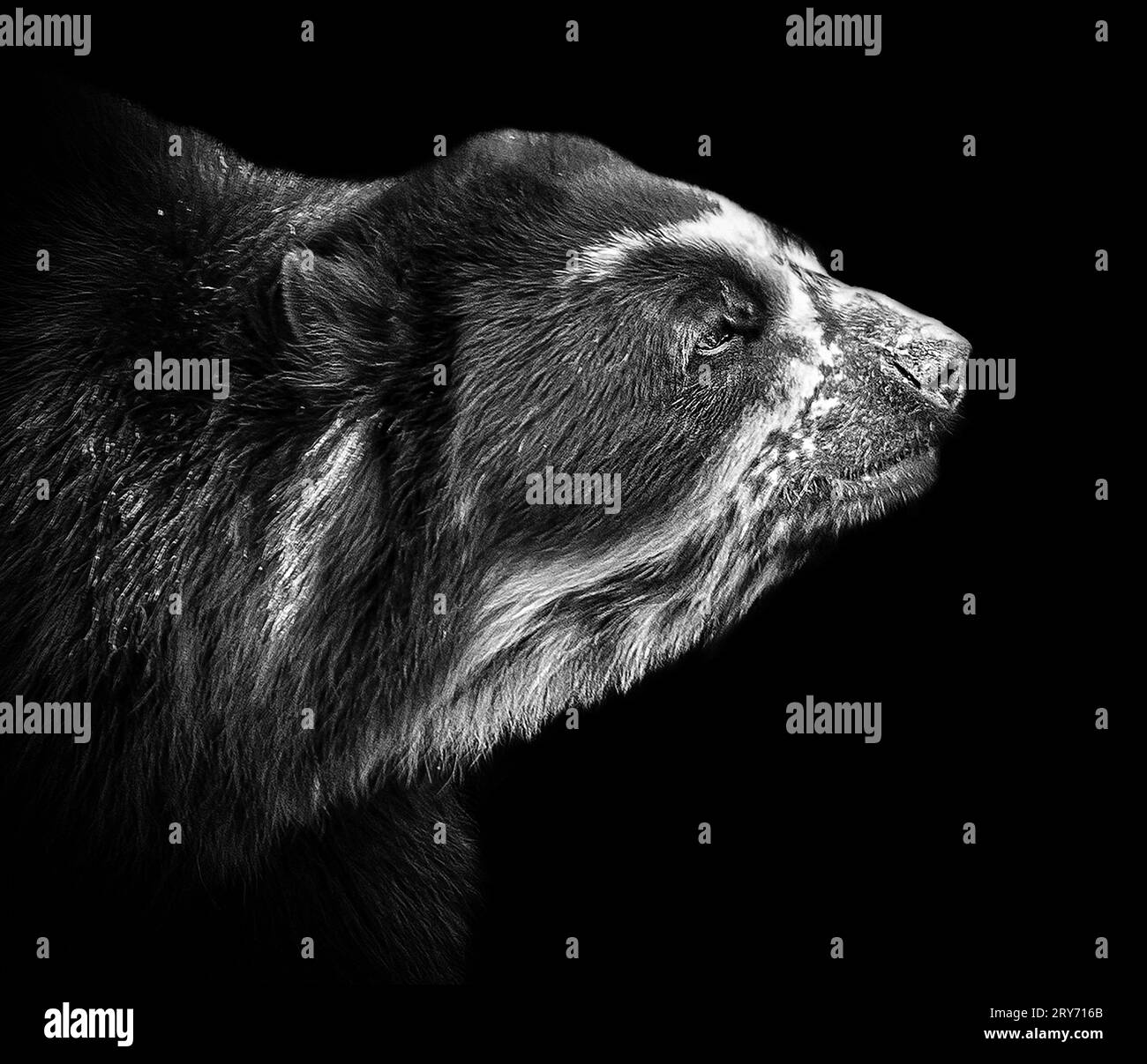 The bear is 10-years old CHESTER ZOO, ENGLAND INCREDIBLE IMAGES show