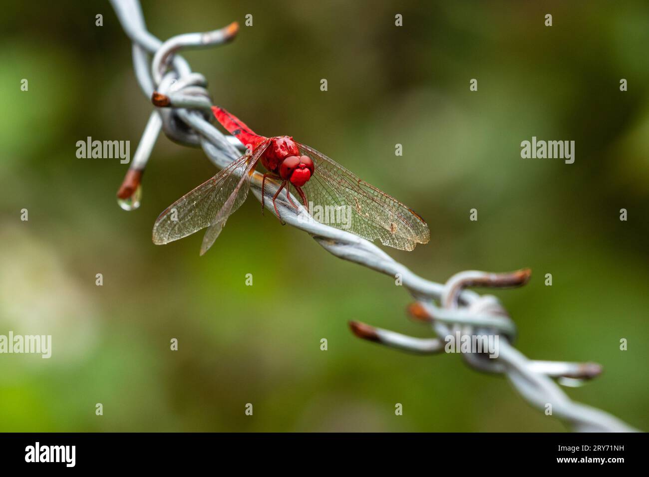 A Red Dragonfly from Vietnam Stock Photo - Alamy
