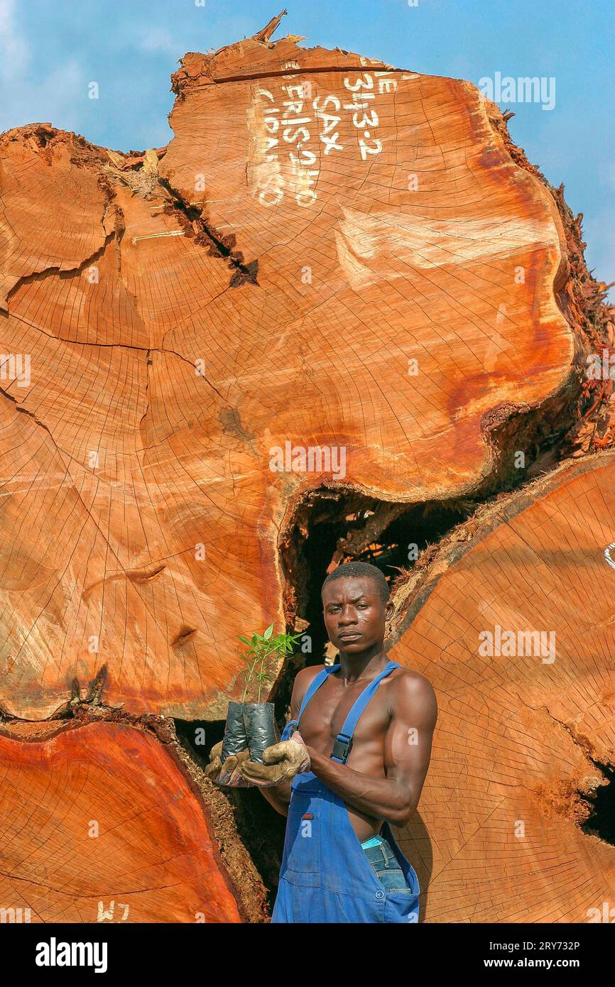 Ghana, Samreboi. Reforestation of rainforest. Man with young tree in front of huge cut trees on lumberyard. Stock Photo