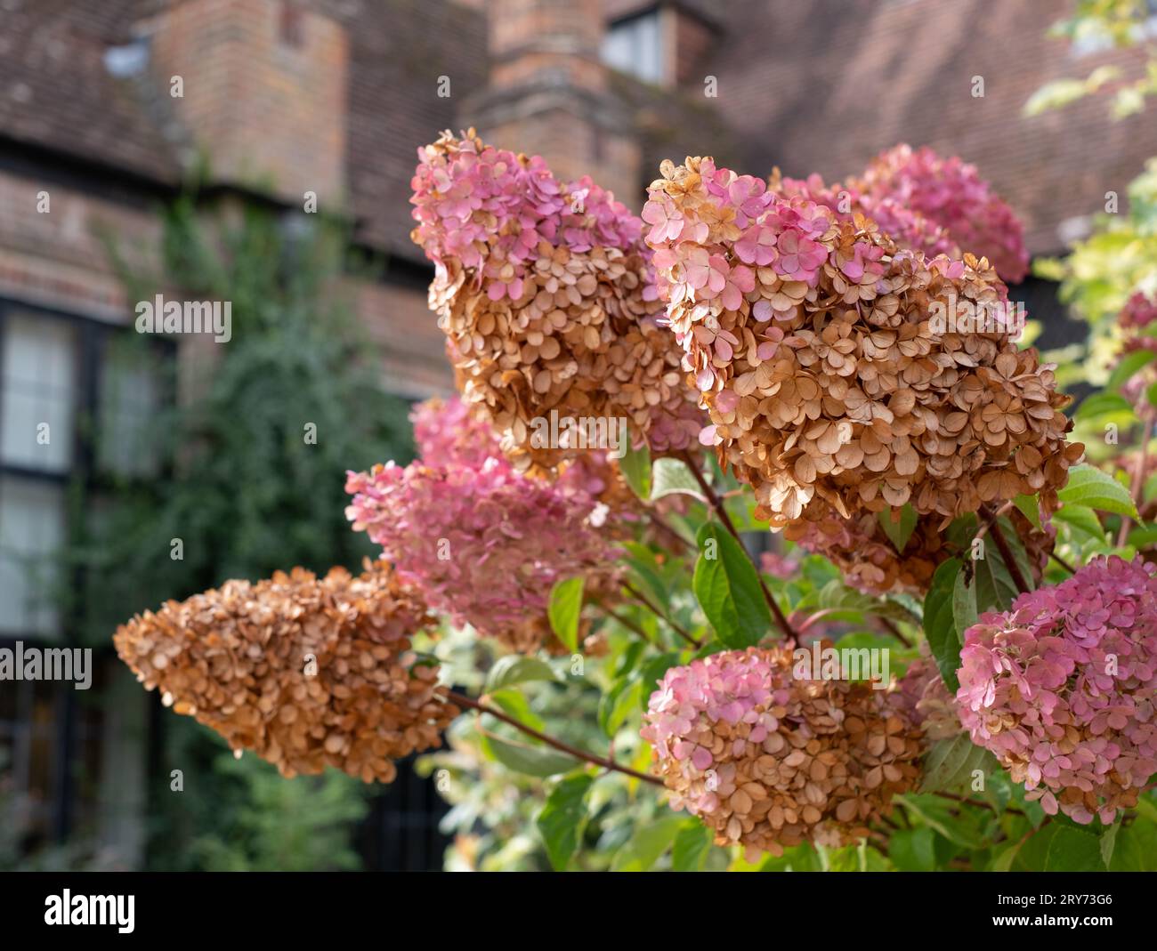 Architectural decaying flower heads of the Hydrangea Paniculata Vanille
