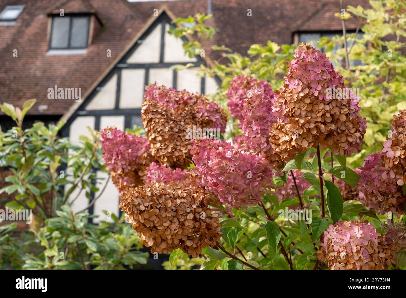 Hydrangea Rhs Architectural decaying flower heads of the Hydrangea Paniculata Vanille ...