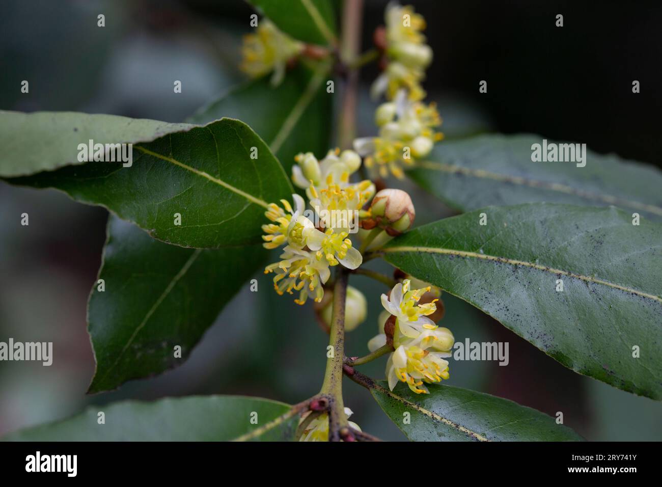 Blossom of Laurus nobilis plant, Laurus azorica, aromatic and medicinal plant Stock Photo