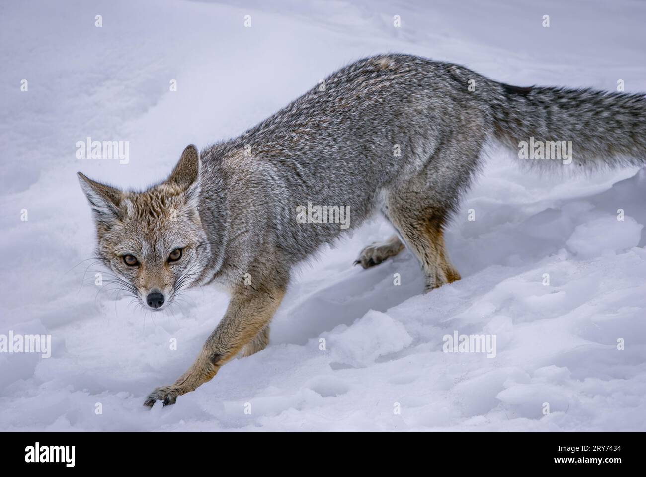 South American Gray Fox in Winter Wonderland, El Calafate, Patagonia, Argentina Stock Photo