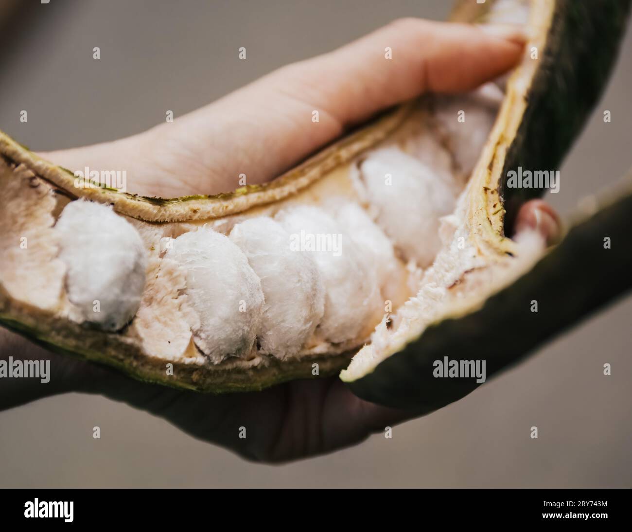 Hand holding Guama beans wild fruit, Panama Stock Photo