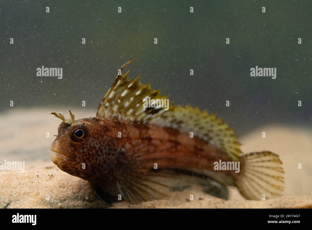 butterfly blenny sitting on the sea floor Stock Photo