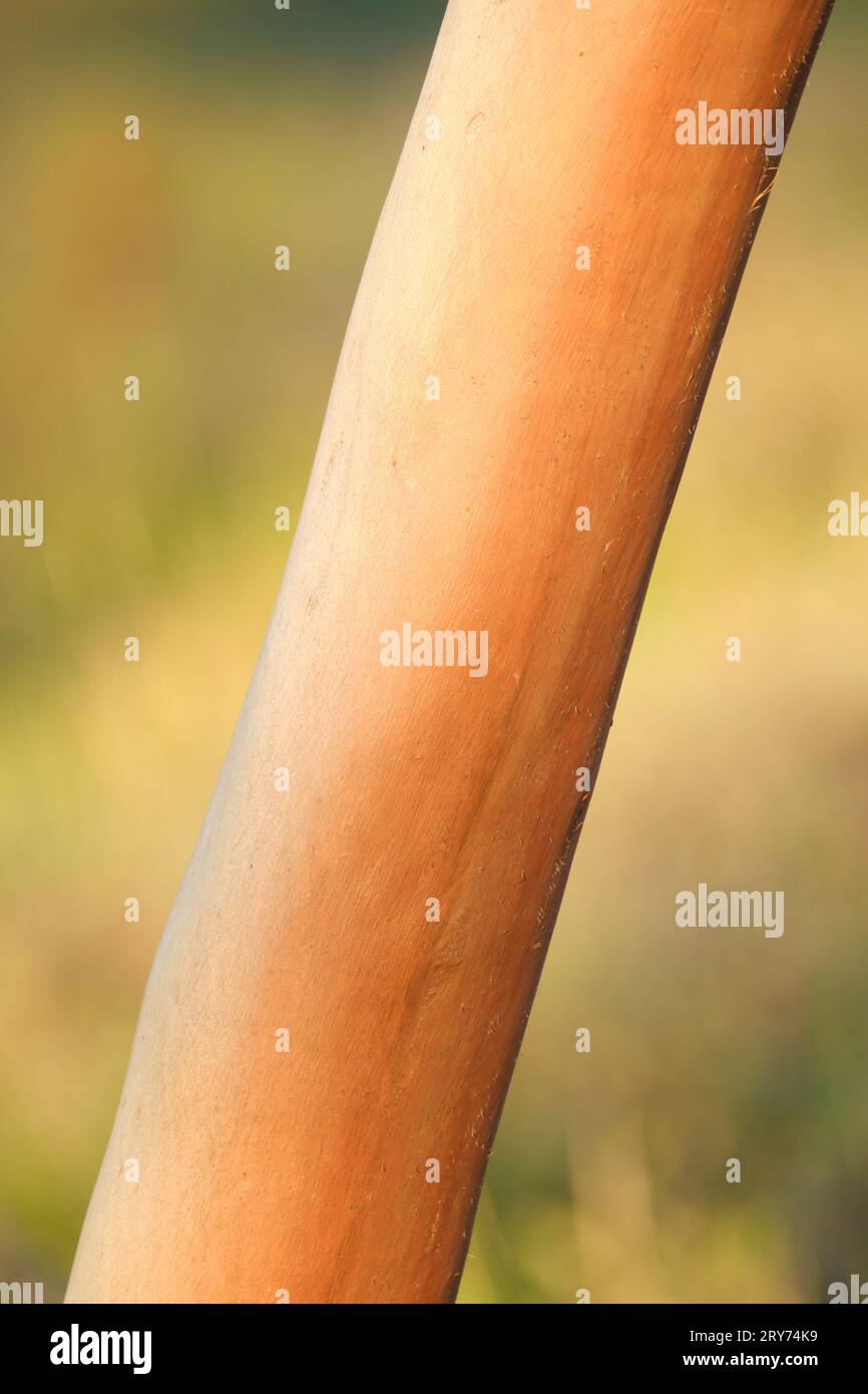 A vertical image of the salmon-coloured bark of a Salmon Gum tree, Eucalyptus salmonophloia, in soft, late afternoon light, Western Australia. Stock Photo