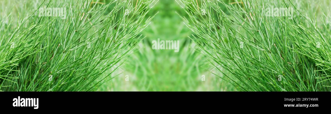 Meadow medicinal herbs clean hi-res stock photography and images - Alamy