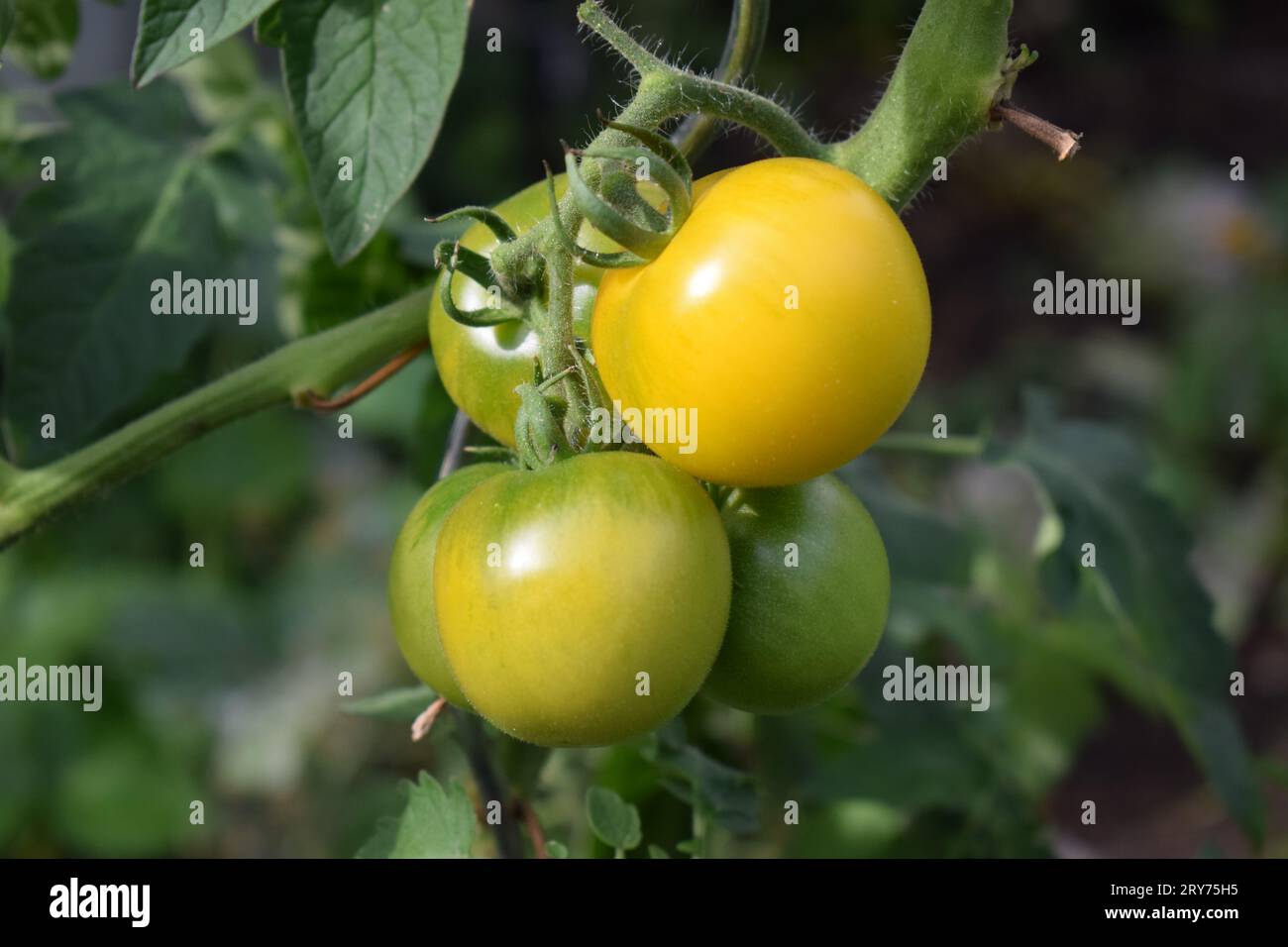 Turning a garden hi-res stock photography and images - Alamy