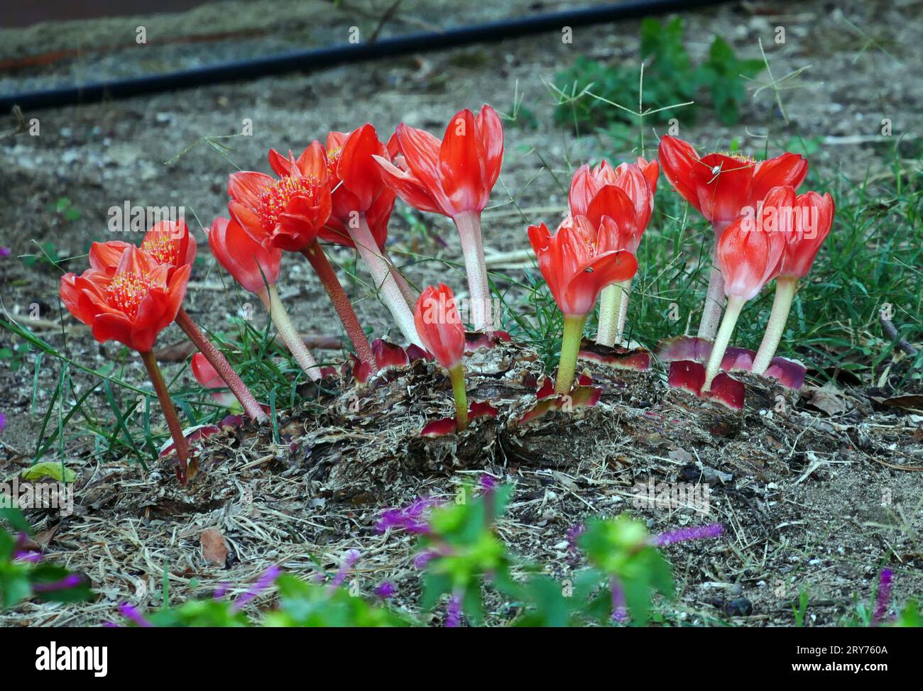 Blood Lily flower (haemanthus coccineus) close up in Sardinian garden Stock Photo