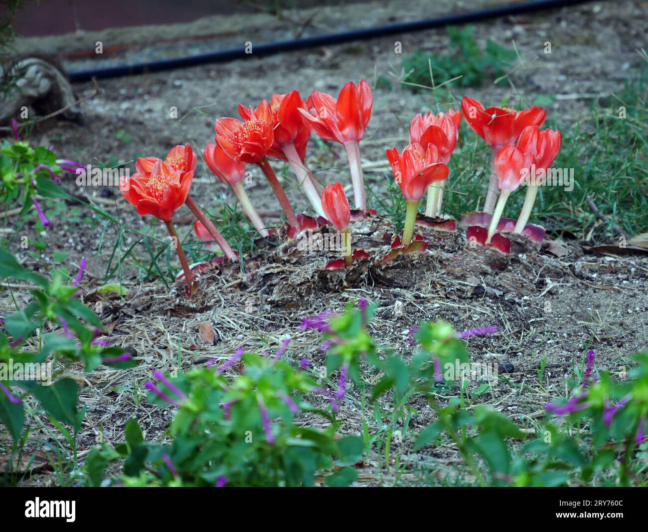 Blood Lily flower (haemanthus coccineus) close up in Sardinian garden Stock Photo