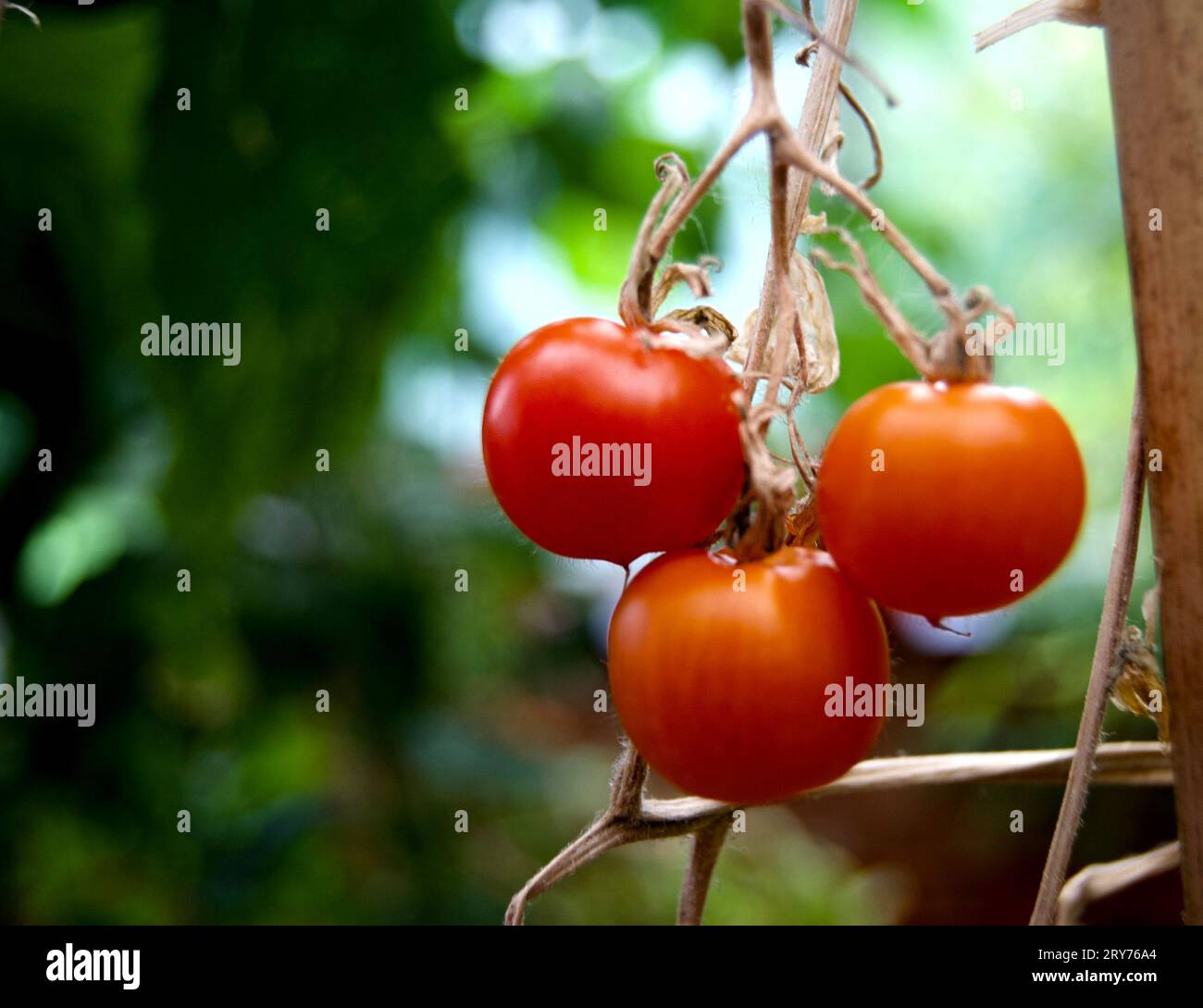 Three red Tomatoes on a stem Stock Photo - Alamy