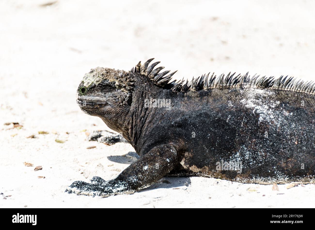 marine iguana of galapagos island Stock Photo