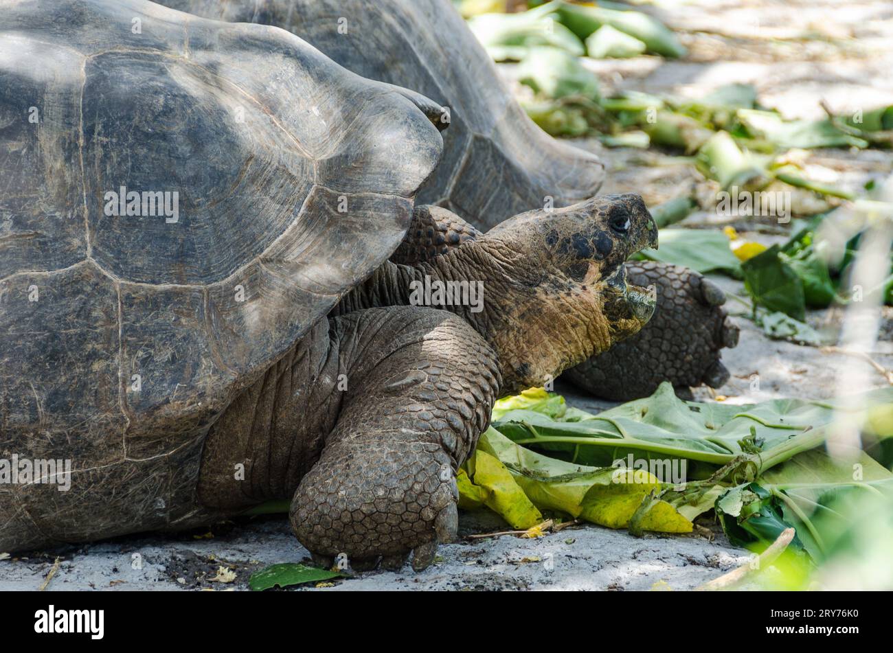 galapagos turtle Stock Photo