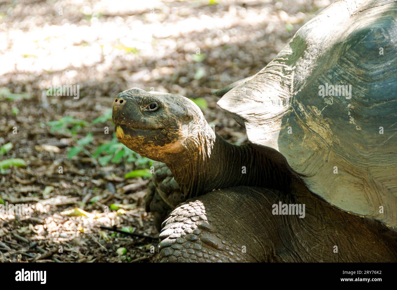 galapagos turtle Stock Photo