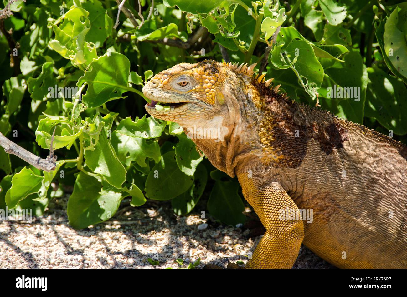 yellow iguana of galapagos islands Stock Photo